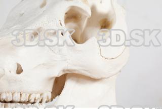 Skull photo reference 0024